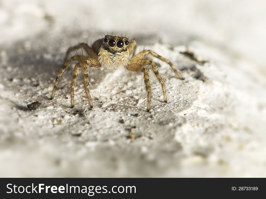 Portrait of a jumping spider