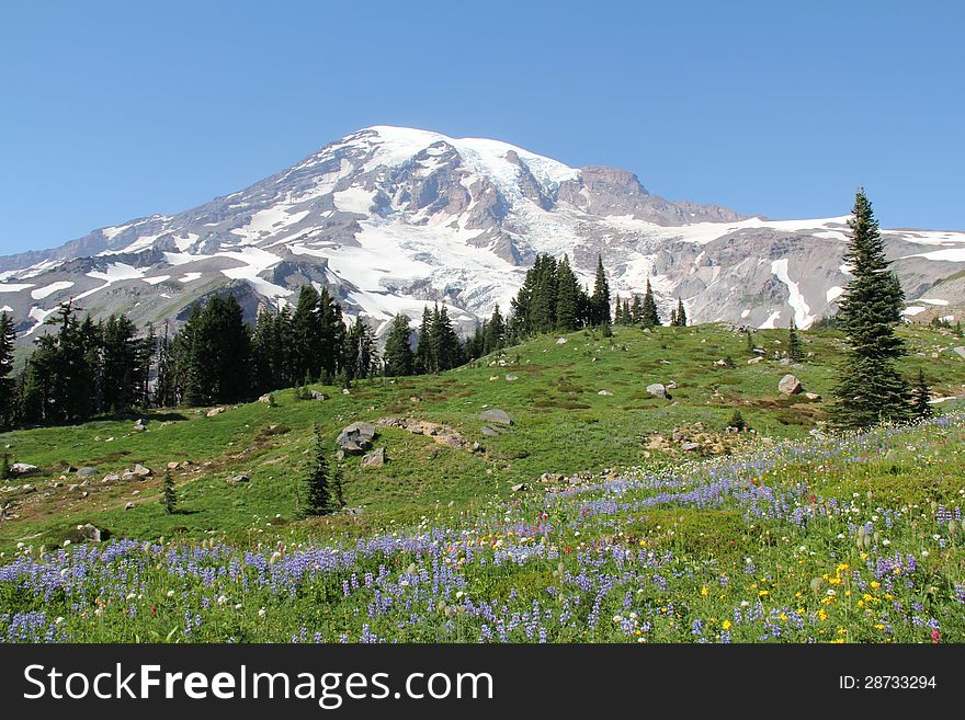 Alpine meadows in bloom at Mt Rainier, Washington, US. Alpine meadows in bloom at Mt Rainier, Washington, US