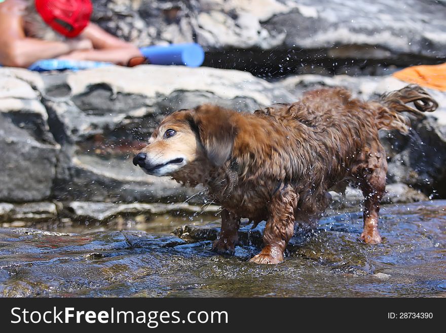 Dachshund standing in water and quickly throughout the body tries to dry. Spray droplets of water from it. Person tans in the background. Focus on eye of the dog.