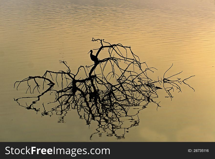 Beautiful sunrise and reflection of Geronticus calvus in hagamon lake