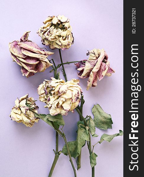 Five dried roses on colored background