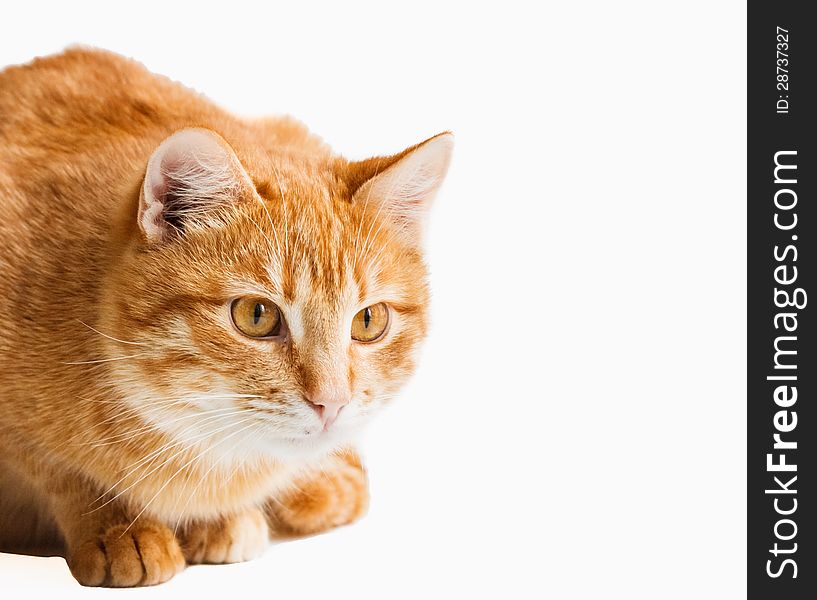 Cat Looking Down Isolated On White