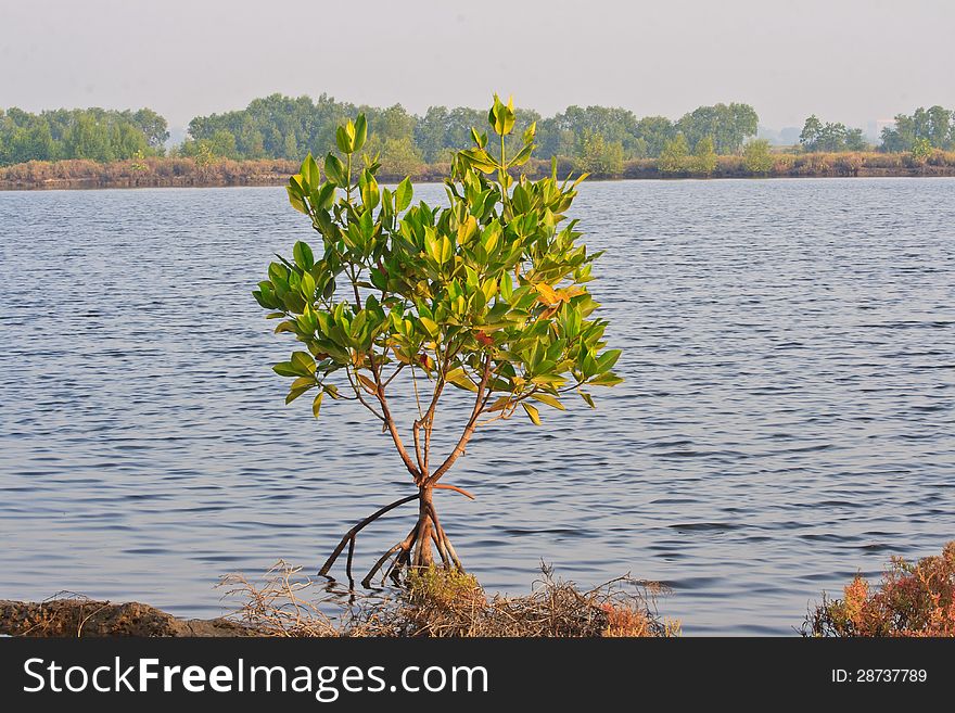 Lonely mangrove tree in water