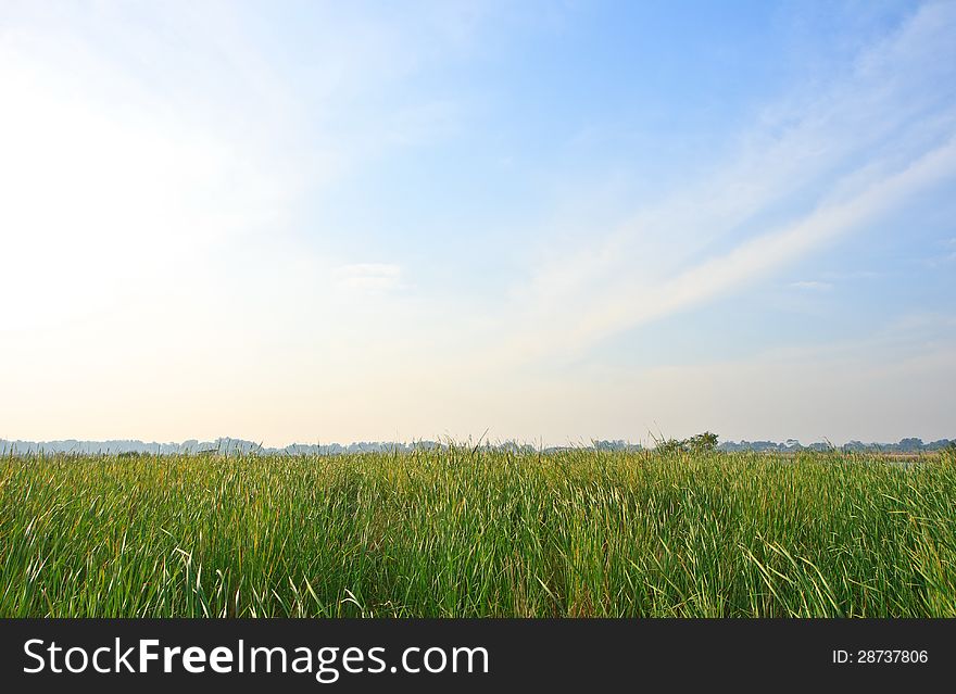 Airy grass in sunny day