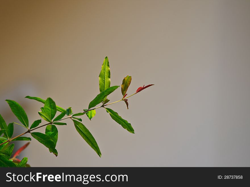 Pomegranate Leaf