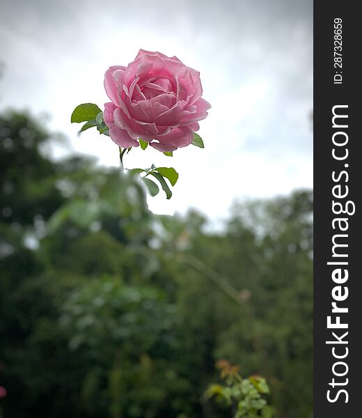 Bishop�s Castle Rose against the sky at dawn