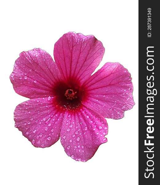 pink flower on white background isolate