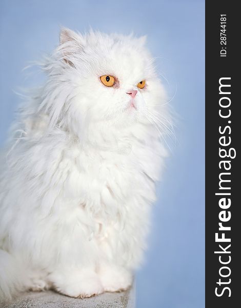 Portrait of a white Persian cat isolated on blue sky background