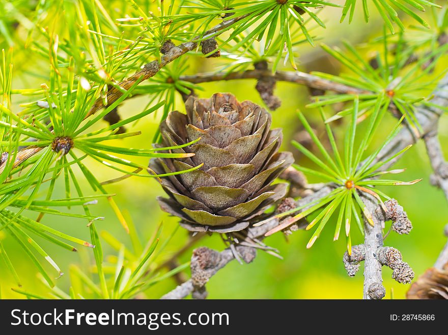 Closeup image of dry larch cone on a branch in a sunlit summer forest. Closeup image of dry larch cone on a branch in a sunlit summer forest