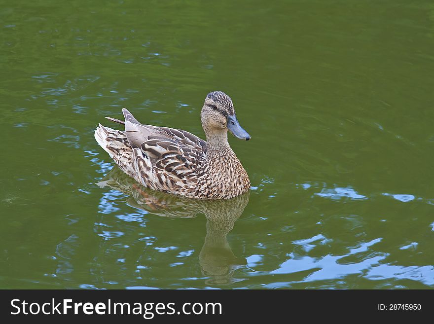 Mallard Duck Swimming In The Pond