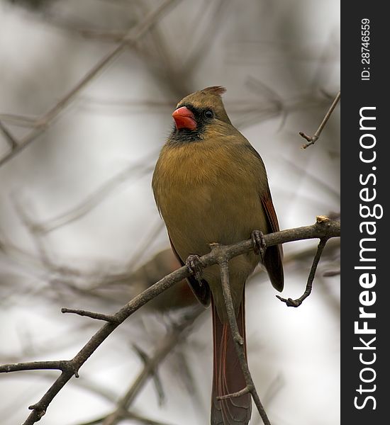 Closeup of a female cardinal on a branch