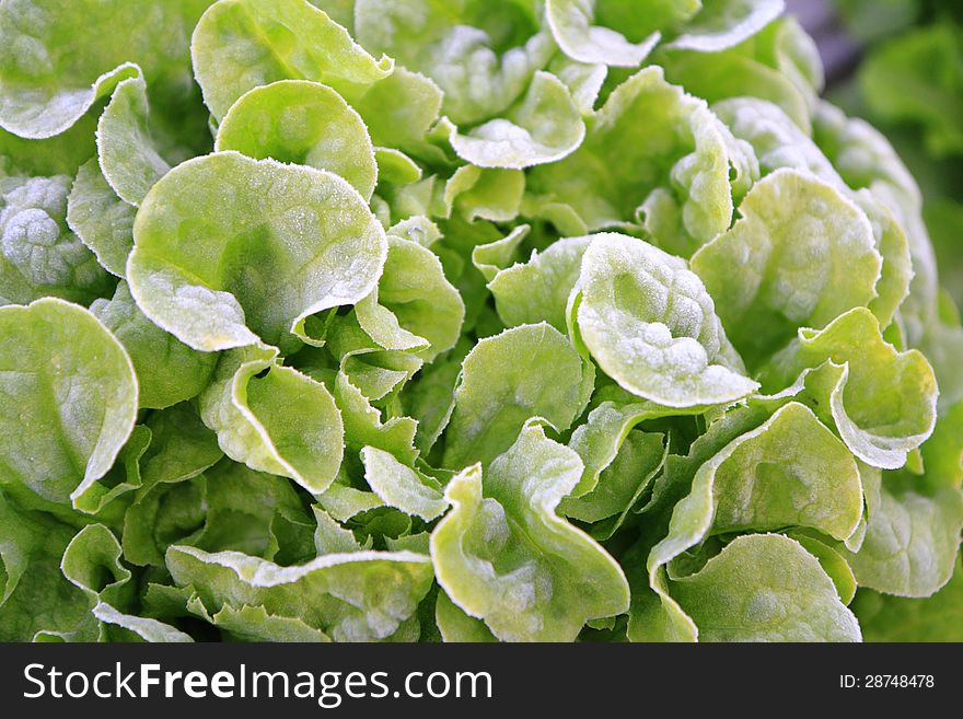 Green vegetable in cold whether environment.