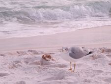 Gulls On Beach Royalty Free Stock Photo