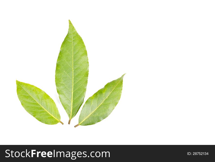 Bay leaves isolated on white.