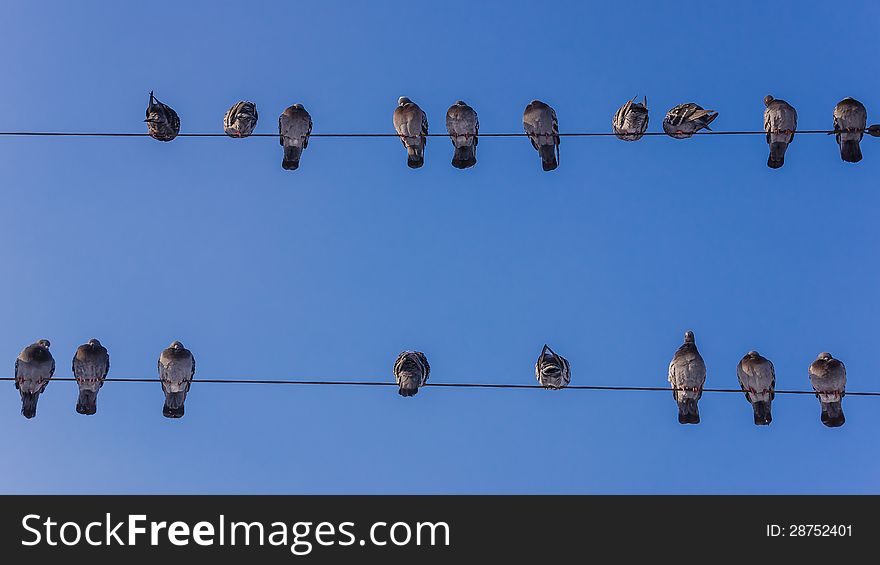 The pigeons on the wire at the blue sky