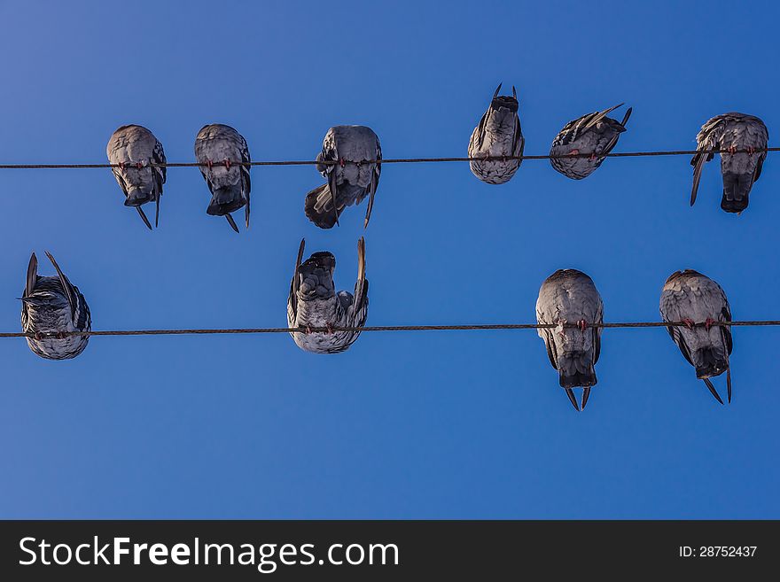 Close view at the pigeons on electrical cables