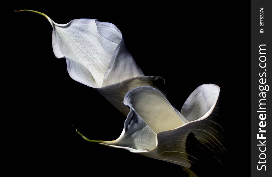 A shot of two calla lilies.