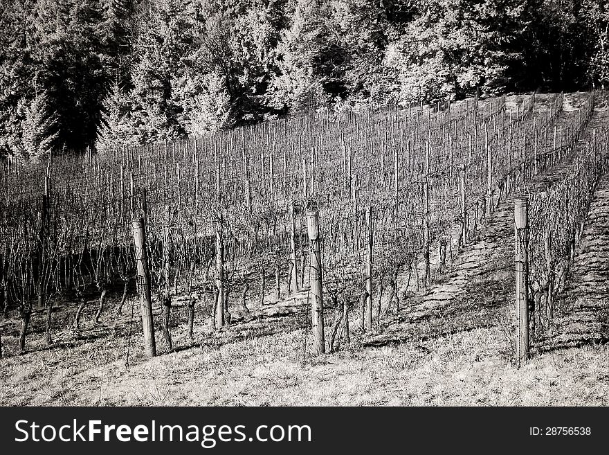 Infrared photo of vineyards in the Willamette Valley. Infrared photo of vineyards in the Willamette Valley