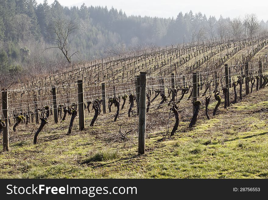 Photo of vineyards in the Northern Willamette Valley. Photo of vineyards in the Northern Willamette Valley