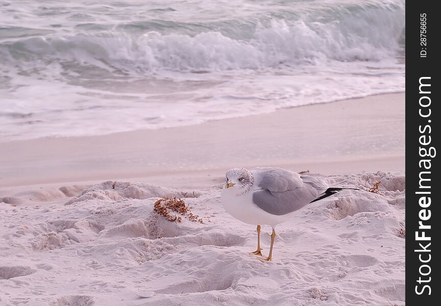 Gulls on Beach