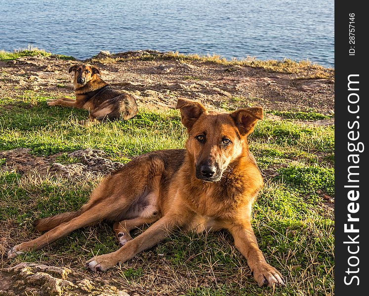 Two sweet dogs resting in the sun mild autumn in Sicily. Two sweet dogs resting in the sun mild autumn in Sicily