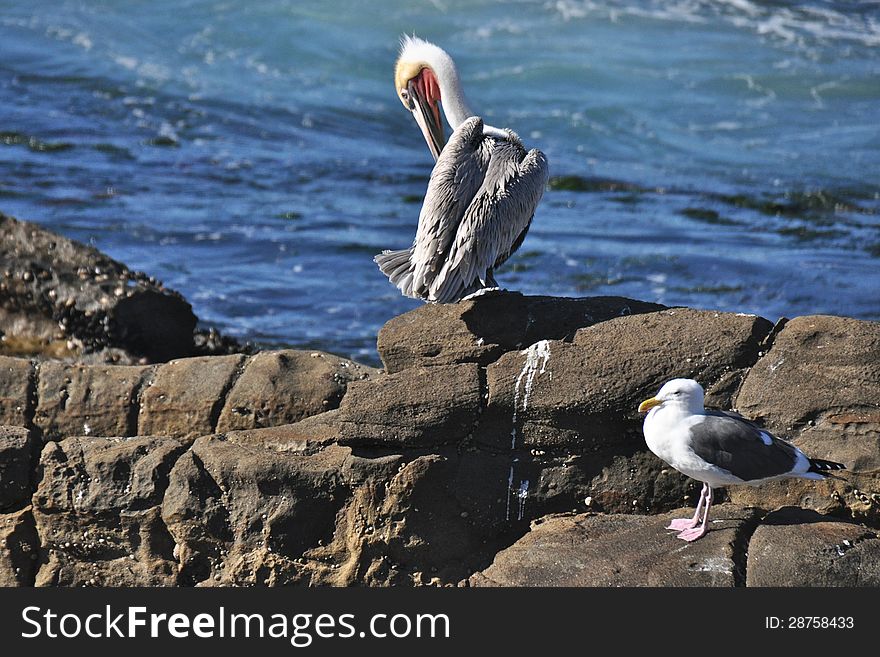 Pelican and sea gull on the rocks at La Jolla in San Diego, California. Pelican and sea gull on the rocks at La Jolla in San Diego, California