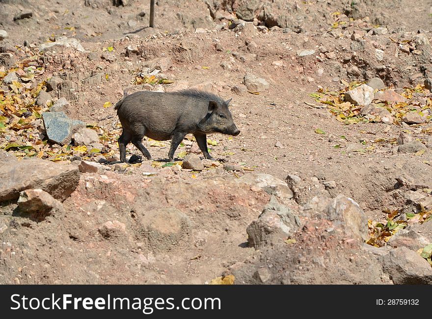 Wild boar (Sus scrofa) in the wild nature. Wild boar (Sus scrofa) in the wild nature