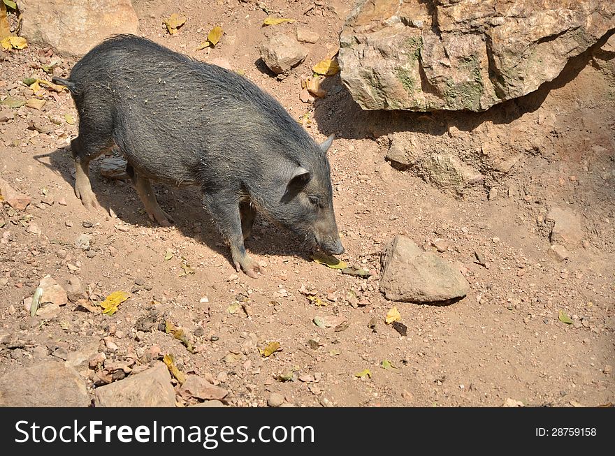 Wild boar (Sus scrofa) in the wild. Wild boar (Sus scrofa) in the wild