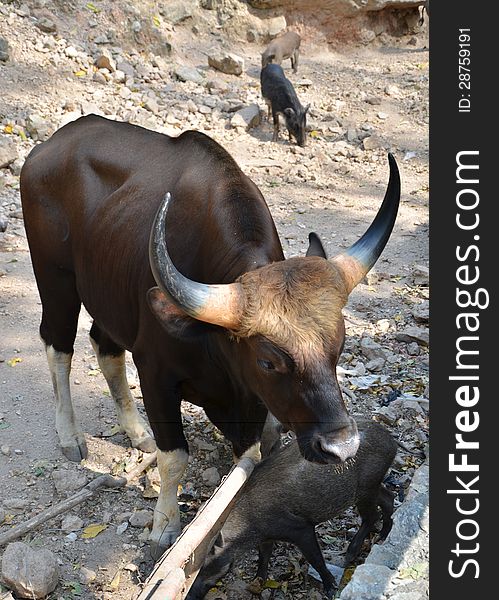 Gaur. Jiant black bull and Wild boars (Sus scrofa) in the wild nature