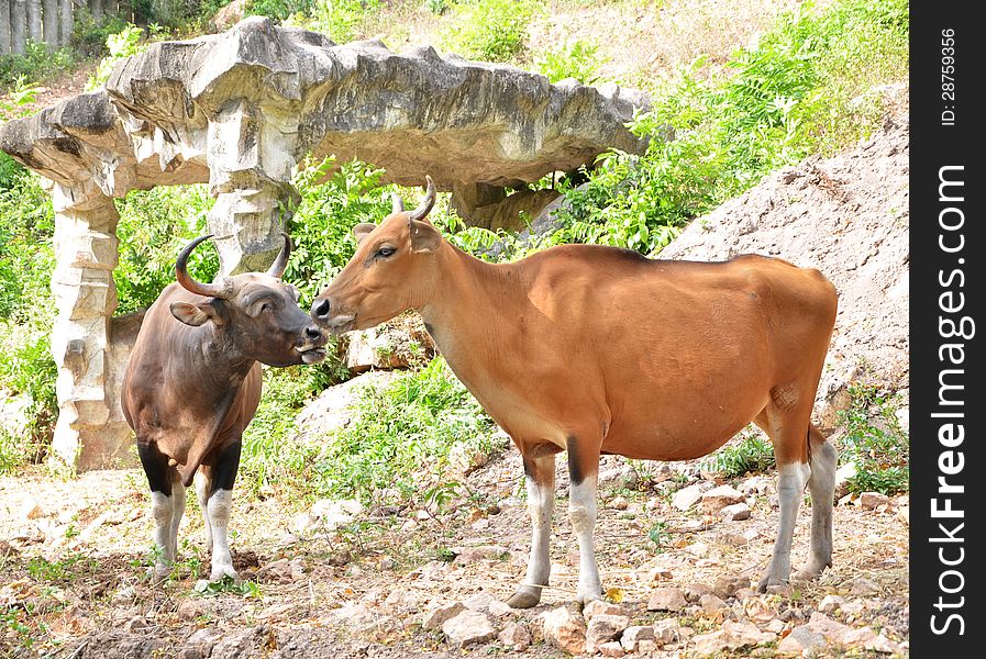 Banteng, red bull in rainforest of Thailand. Banteng, red bull in rainforest of Thailand.