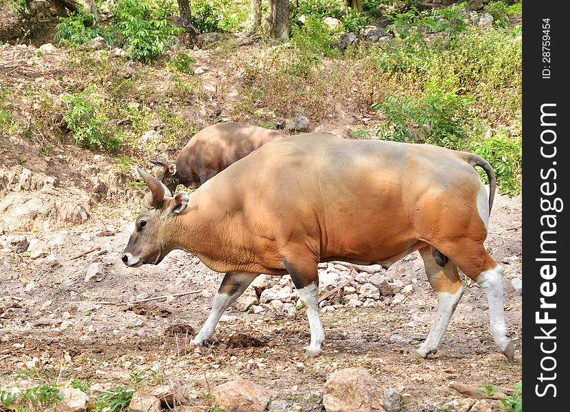 Banteng, red bull in rainforest of Thailand.