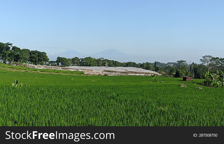 the beauty of the sunset in the rice fields of Indonesia