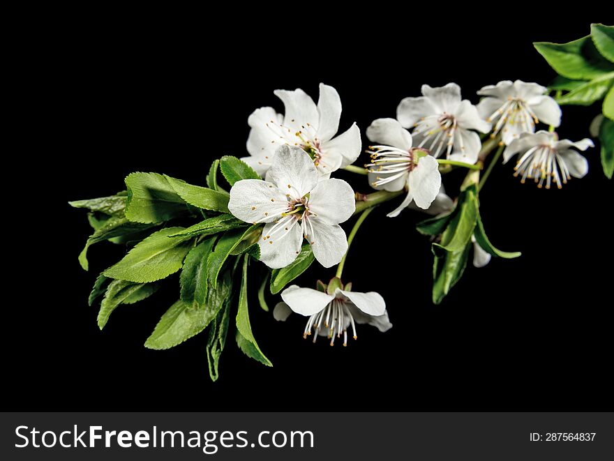 Plum Blossom Against Dark Background. Flowers And Plants