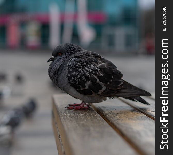 Thoughtful Dove On A Bench