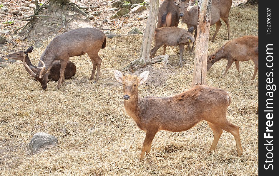 Sambar Deer In Forest