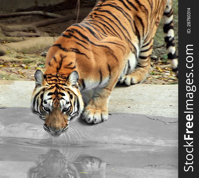 Amur Siberia tiger (Panthera tigris altaica) in water.The tiger drinks water.