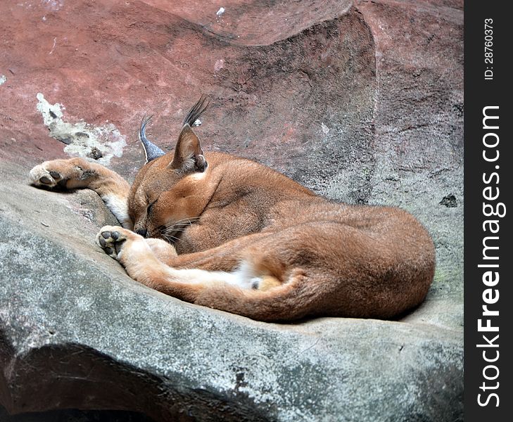 African endangered wild caracal cat resting