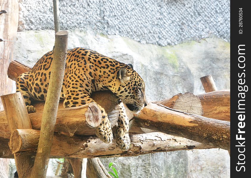 Jaguar tiger cat in zoo