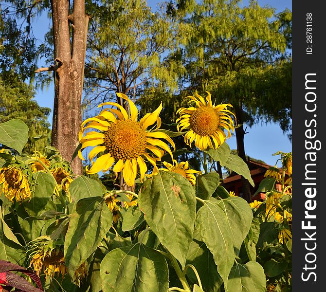 Beautiful Sunflowers At Field