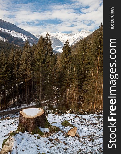 Pine forest in the Dolomites