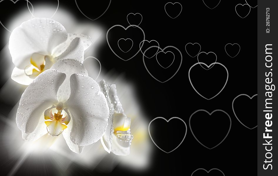 Background with white orchid and hearts