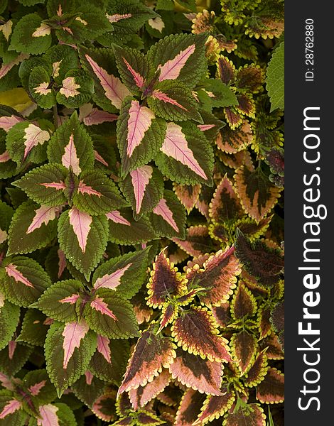 Coleus is a brightly coloured foliage plant that grows well in tropical and subtropical gardens. Coleus is a brightly coloured foliage plant that grows well in tropical and subtropical gardens.