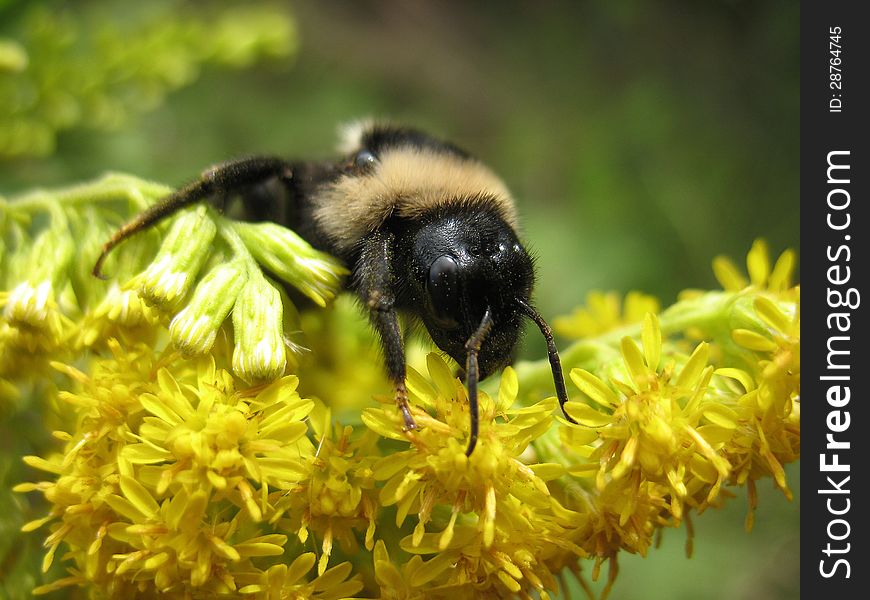 There are insect and plant. The insect (bumblebee) on flower. There are insect and plant. The insect (bumblebee) on flower.