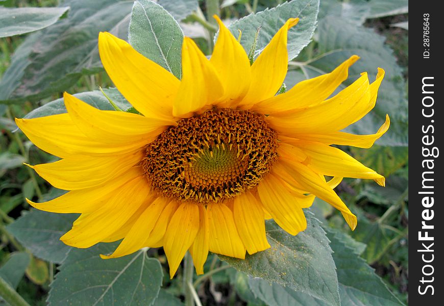 Summer  blossoming of  sunflower  and green leaves
