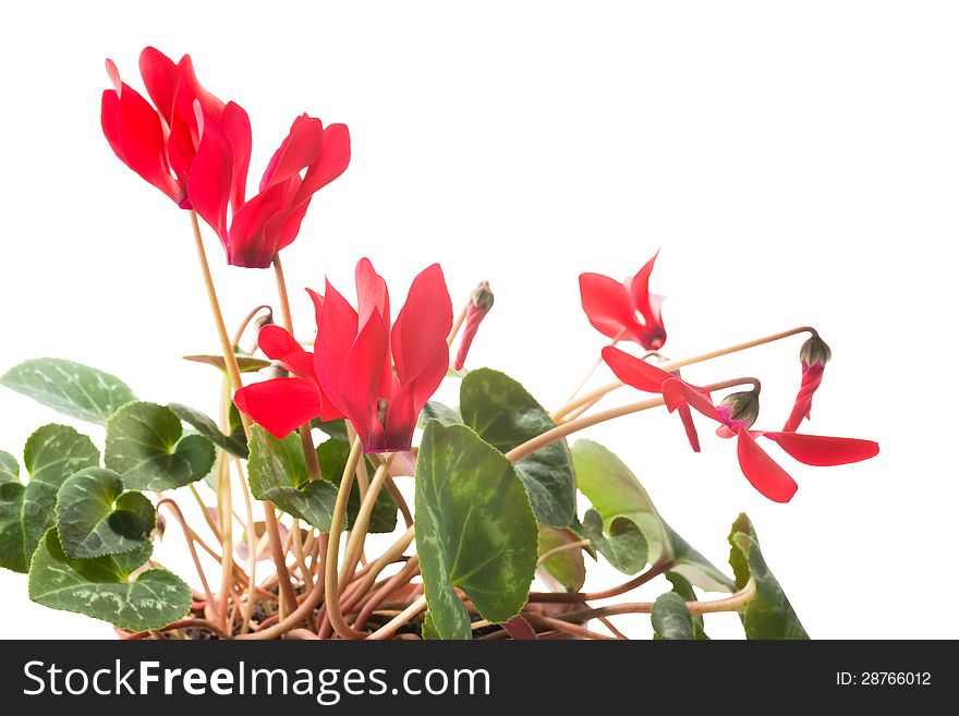 Red cyclamen flower, Isolated on white