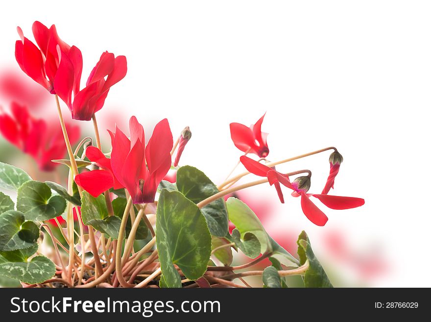 Red cyclamen flower on white, bokeh