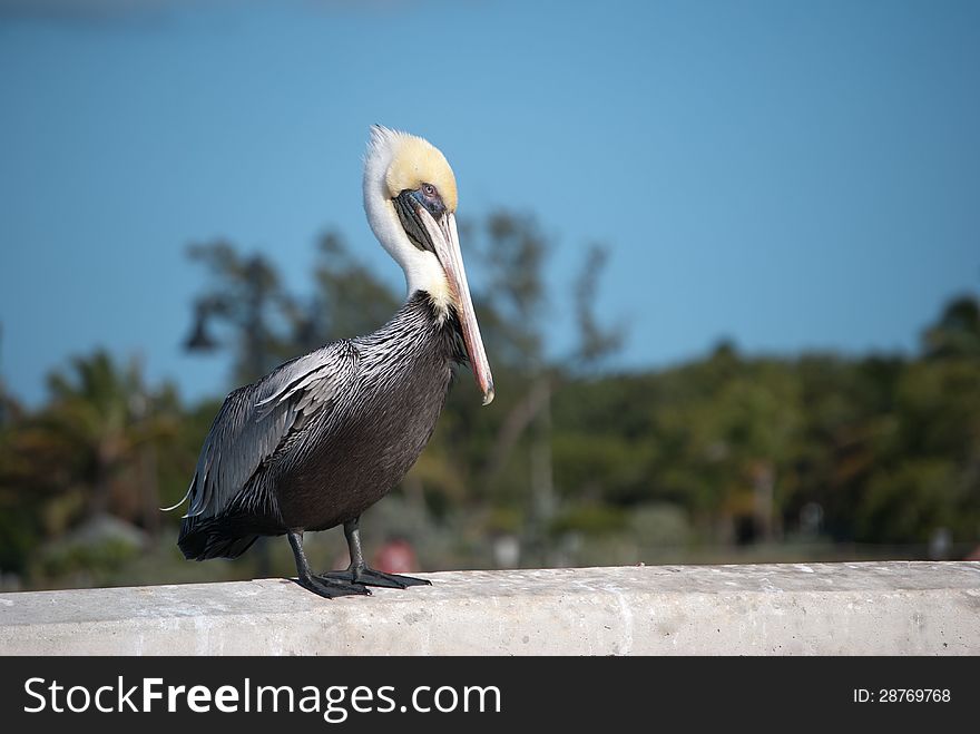 A Brown Pelican standing tall in Key West, Florida.