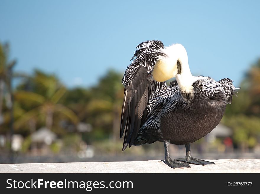 A Brown Pelican busy cleaning it's feathers.