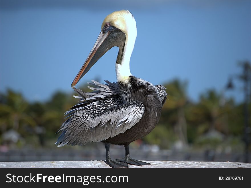 A Brown Pelican picking at it's feathers.