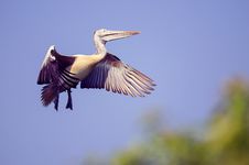 Pelican Coming In To Land Royalty Free Stock Photos